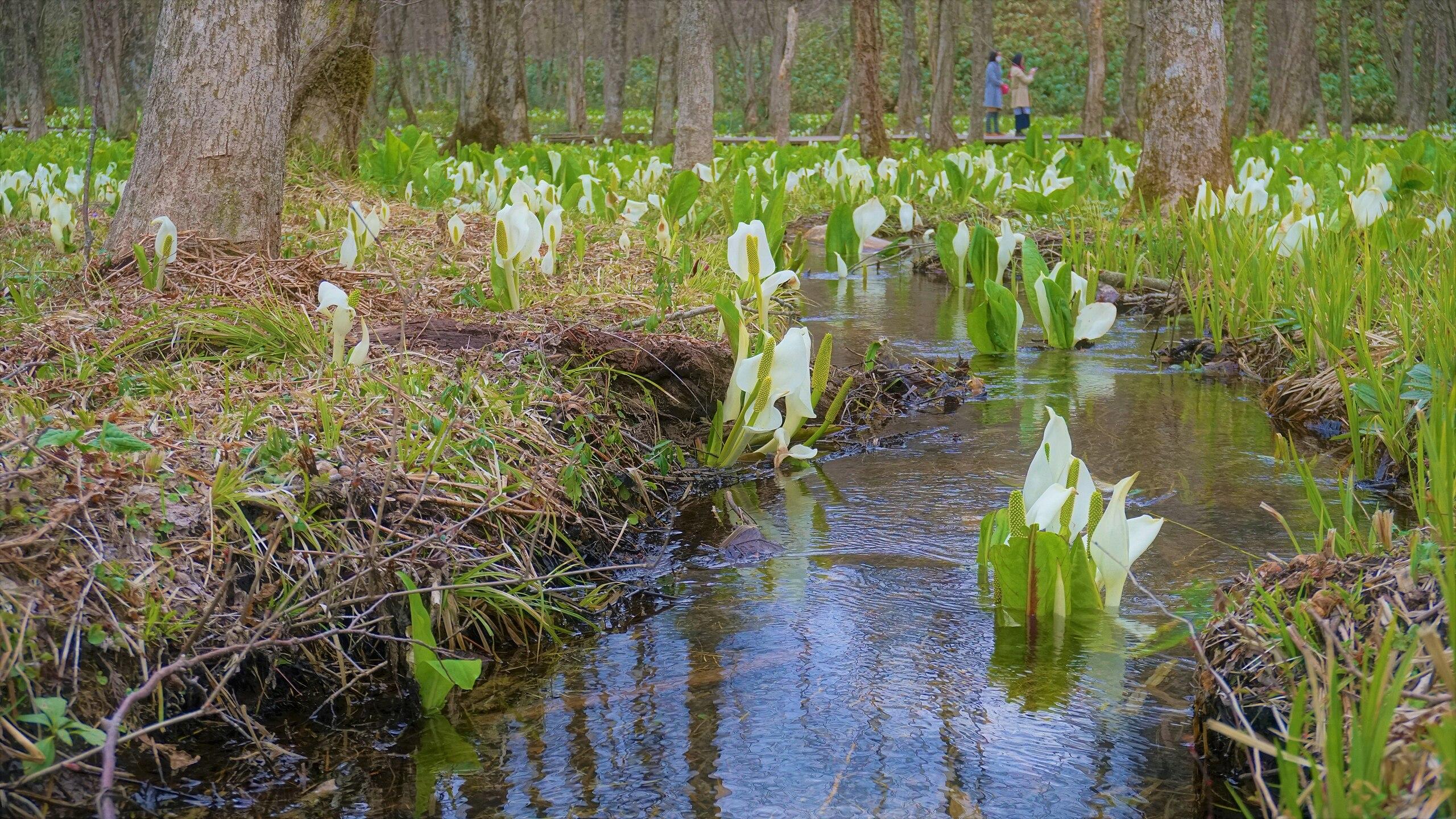 🏞️ 사시마키 습원 미즈바쇼 군생지 이미지 8